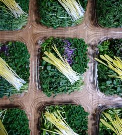 Haven Harvest